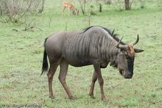 Gnus (20 von 22).jpg